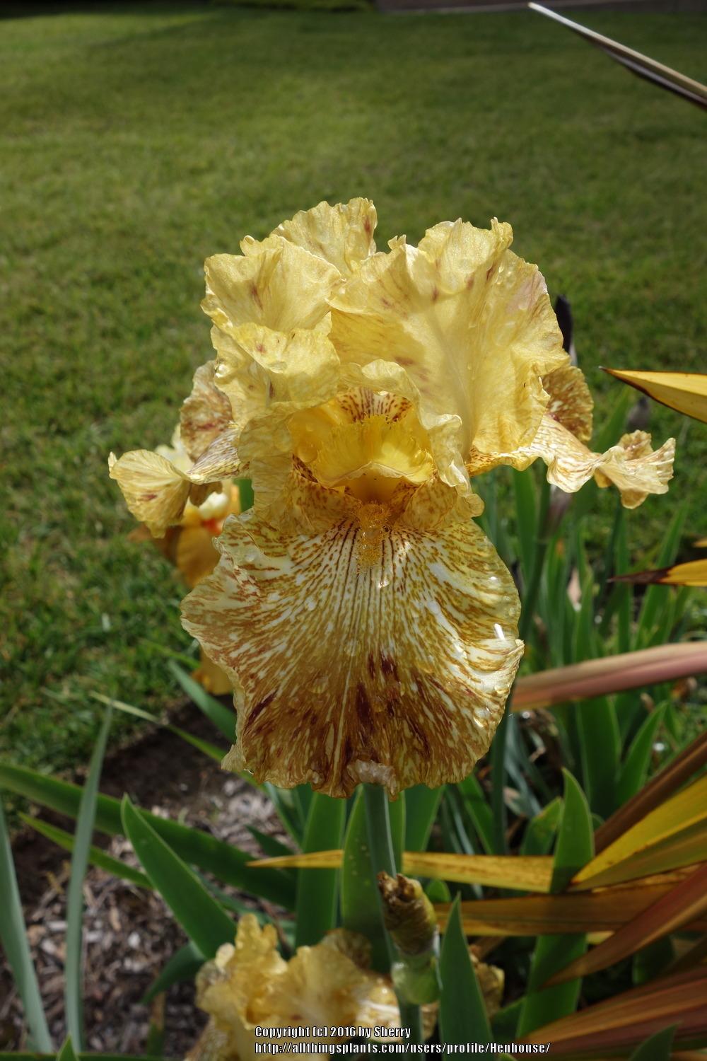 Photo of Tall Bearded Iris (Iris 'Tiger Honey') uploaded by Henhouse