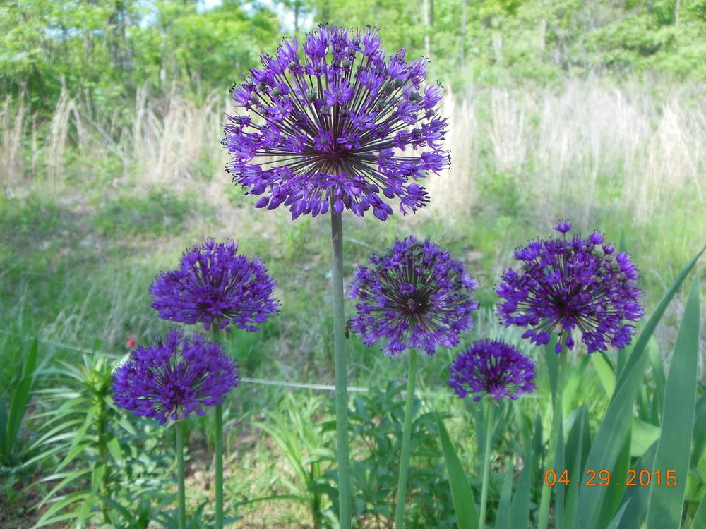 Photo of Flowering Onion (Allium 'Purple Sensation') uploaded by ILOVEDAYLILIES