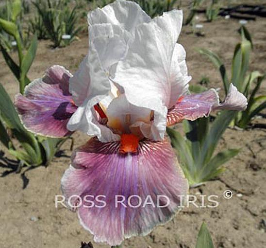 Photo of Tall Bearded Iris (Iris 'Chinese Treasure') uploaded by Weiser