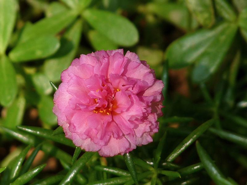 Photo of Moss Rose (Portulaca grandiflora) uploaded by robertduval14