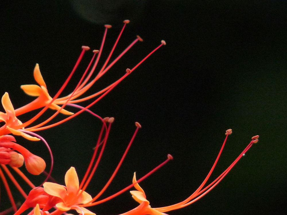 Photo of Pagoda Flower (Clerodendrum paniculatum) uploaded by robertduval14