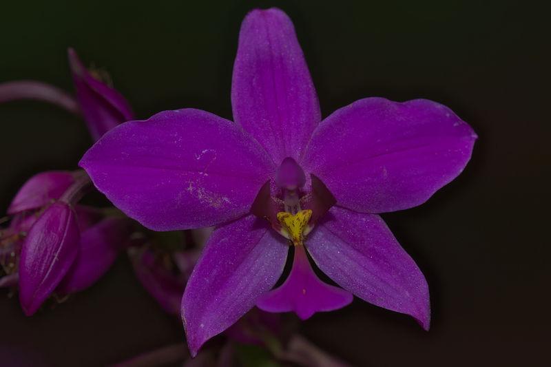Photo of Philippine Ground Orchid (Spathoglottis plicata) uploaded by robertduval14