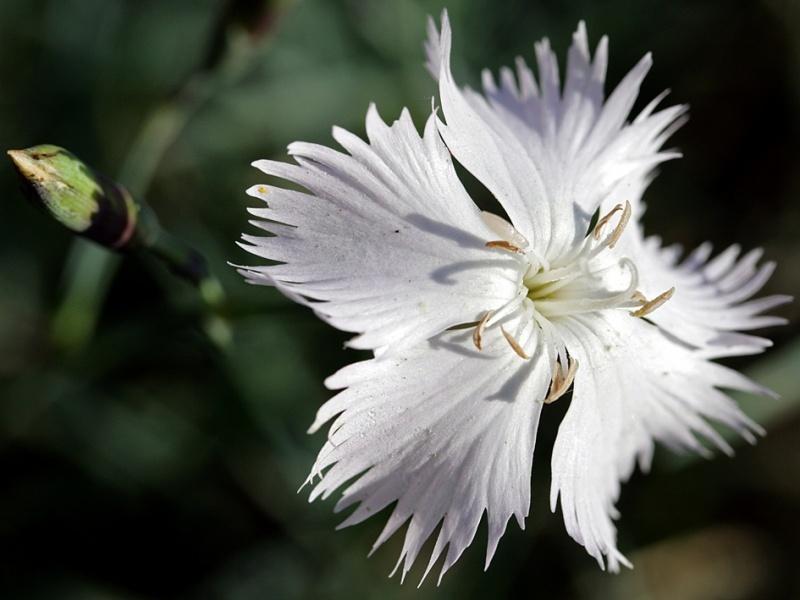 Photo of Dianthus (Dianthus petraeus) uploaded by robertduval14