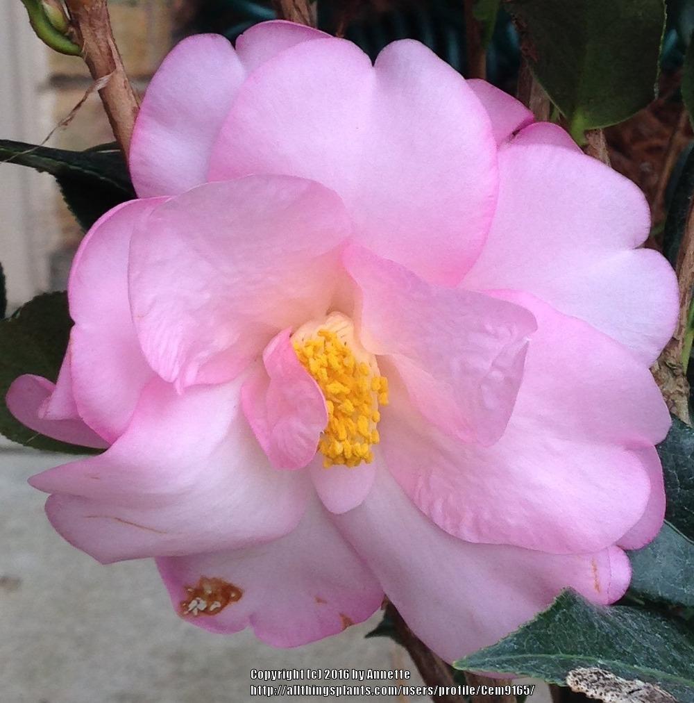 Photo of Camellia 'Taylor's Perfection' uploaded by Cem9165