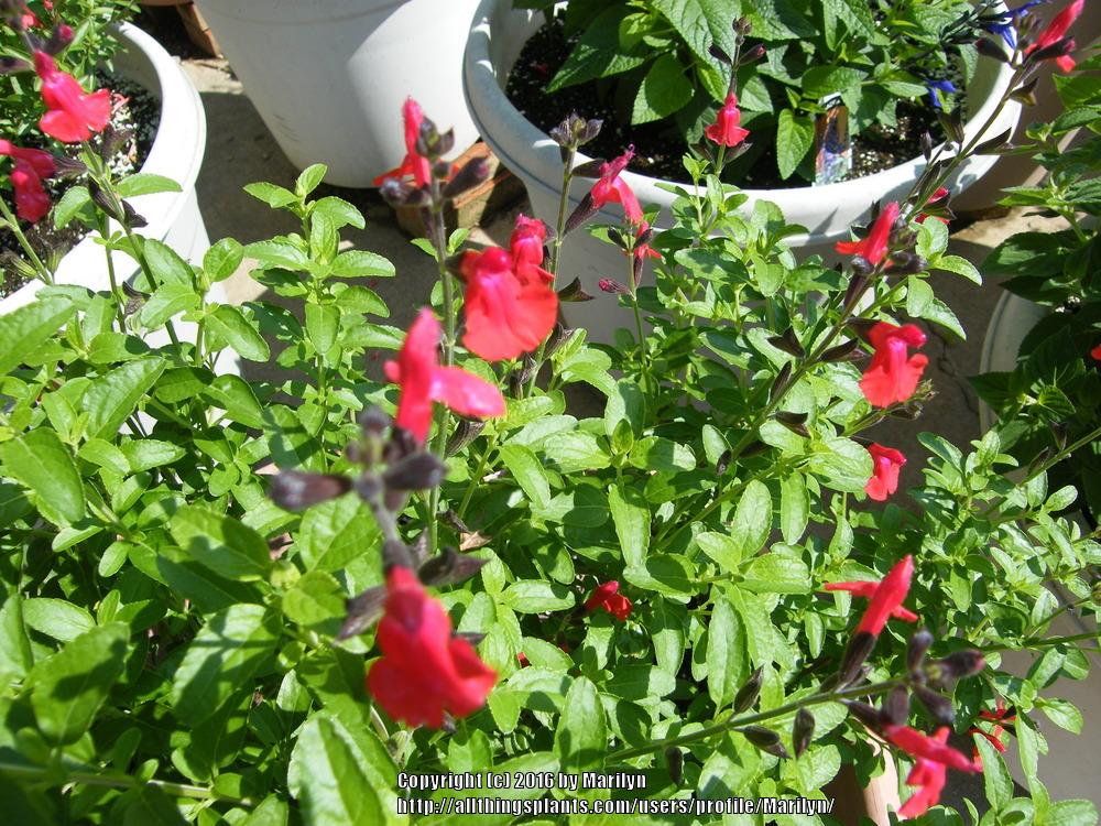 Photo of Autumn Sage (Salvia greggii) uploaded by Marilyn
