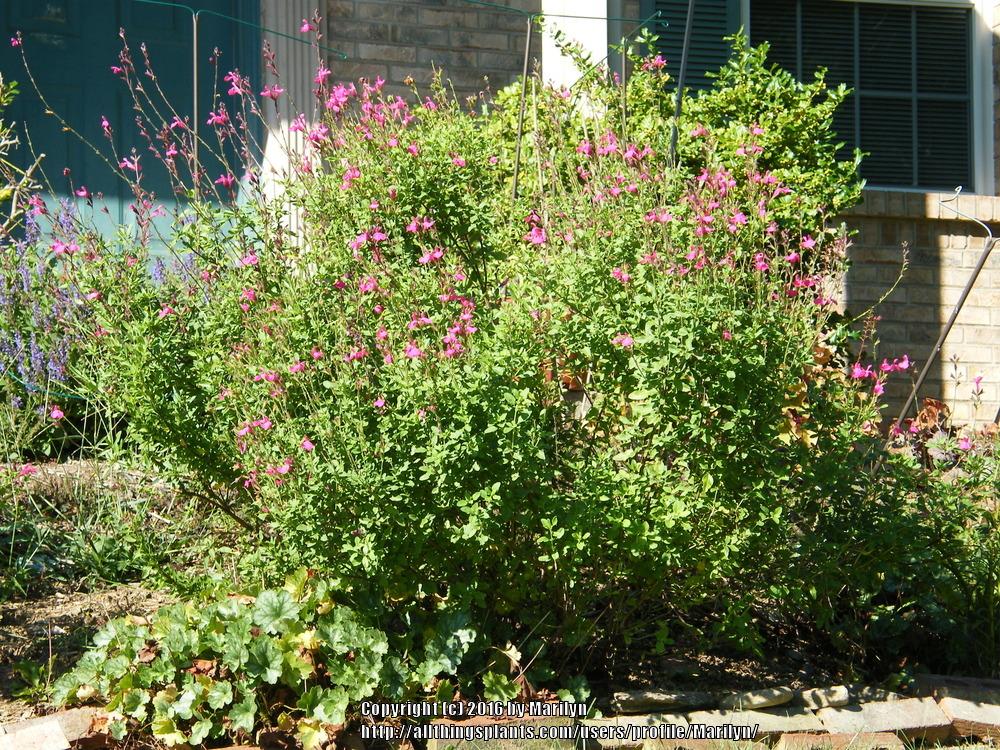 Photo of Autumn Sage (Salvia greggii) uploaded by Marilyn