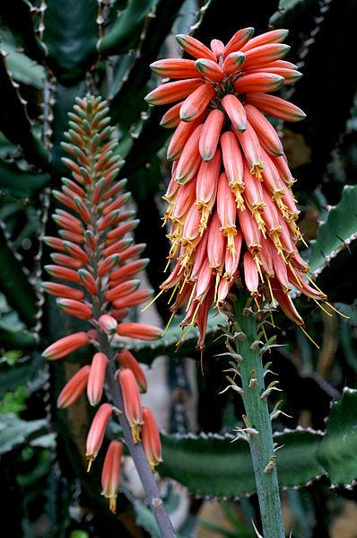 Photo of Aloes (Aloe) uploaded by robertduval14