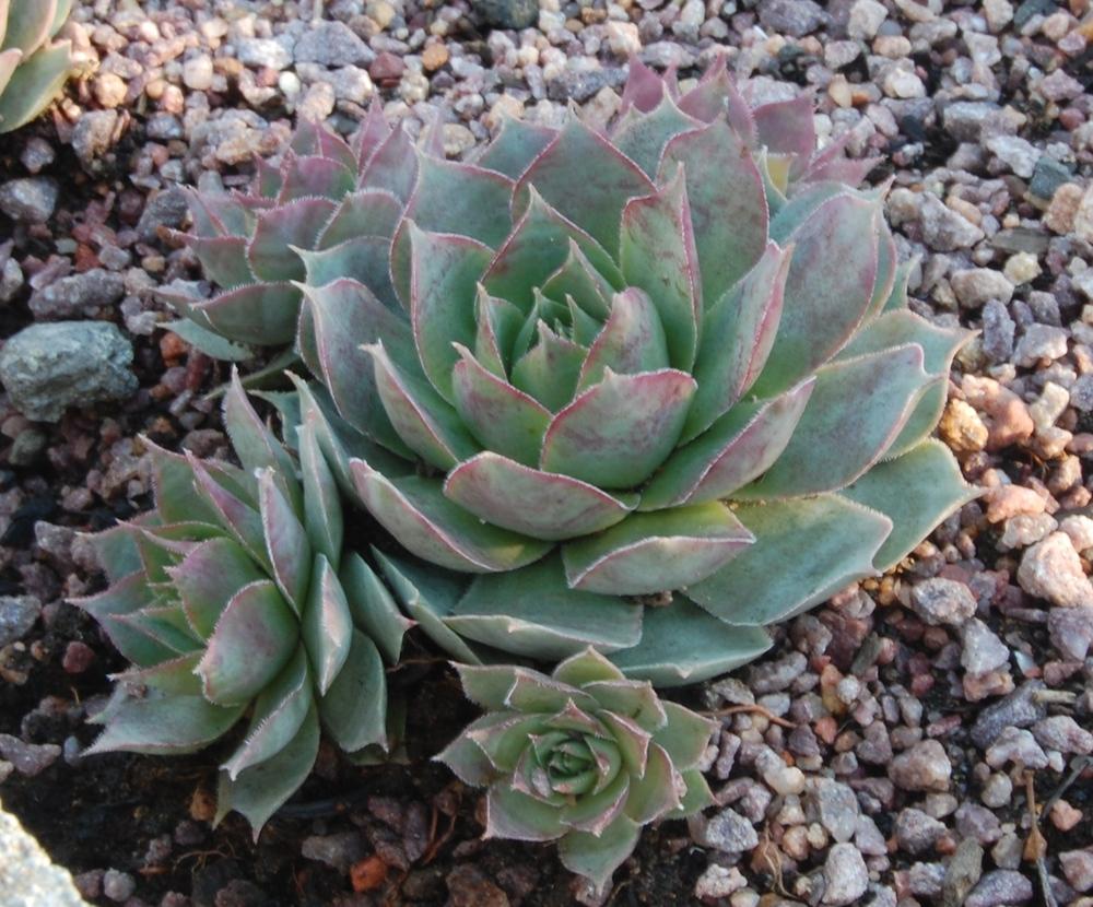 Photo of Hen and Chicks (Sempervivum 'Silver Song') uploaded by valleylynn