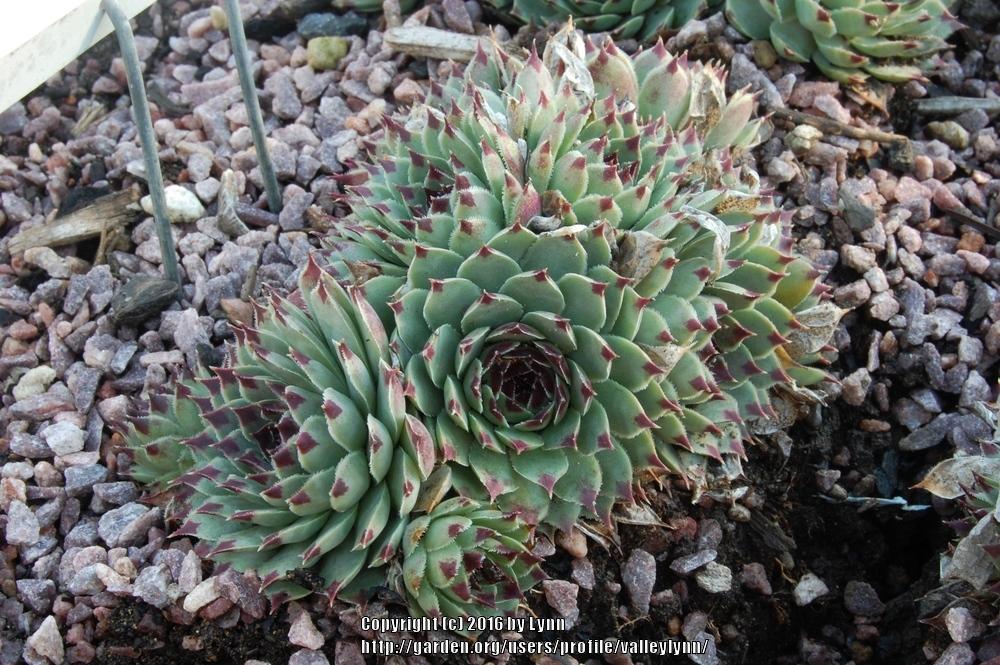 Photo of Hen and Chicks (Sempervivum calcareum 'Sir William Lawrence') uploaded by valleylynn