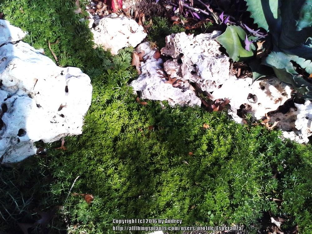 Photo of Mexican Stonecrop (Sedum mexicanum) uploaded by Esperanza