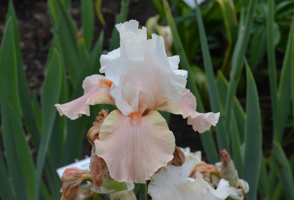 Photo of Tall Bearded Iris (Iris 'Struck Twice') uploaded by KentPfeiffer
