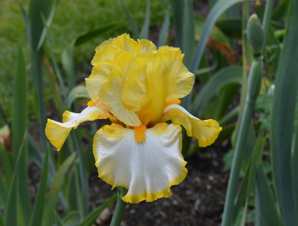 Photo of Tall Bearded Iris (Iris 'Sunrise Elegy') uploaded by KentPfeiffer