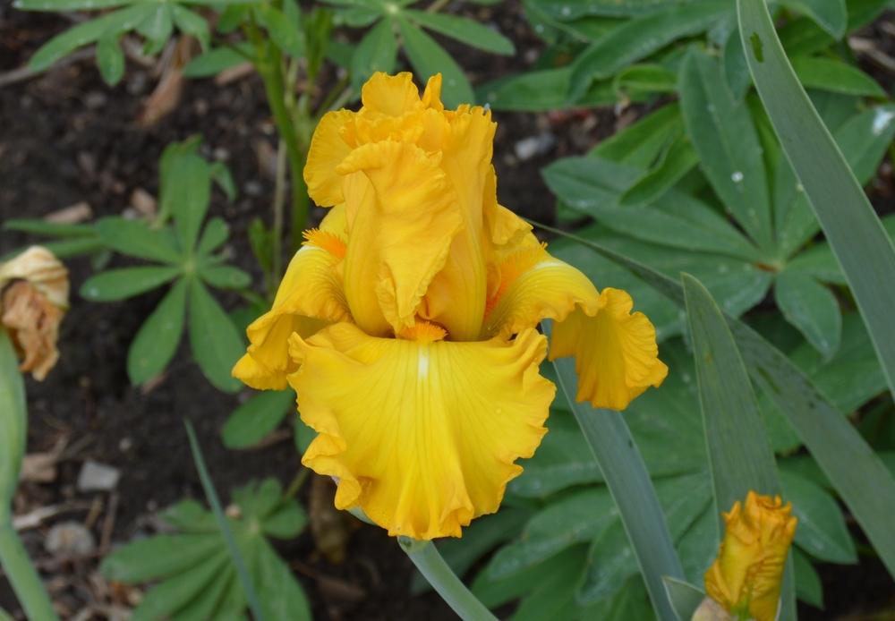 Photo of Tall Bearded Iris (Iris 'Sunblaze') uploaded by KentPfeiffer