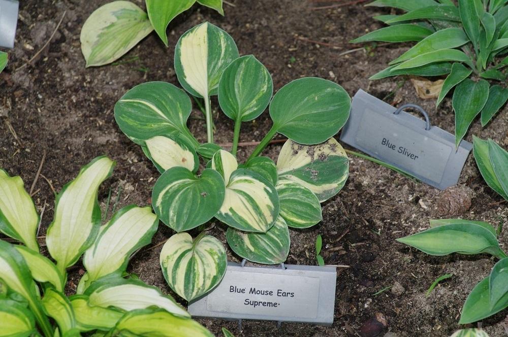 Photo of Hosta 'Blue Mouse Ears Supreme' uploaded by Rose1656