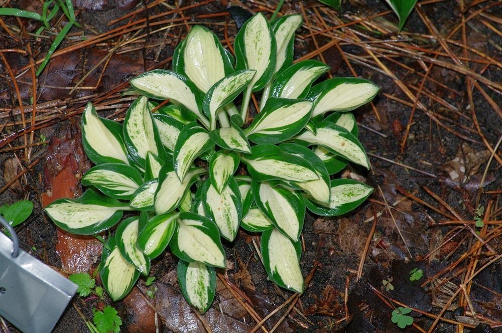 Photo of Hosta 'Snow Mouse' uploaded by Rose1656
