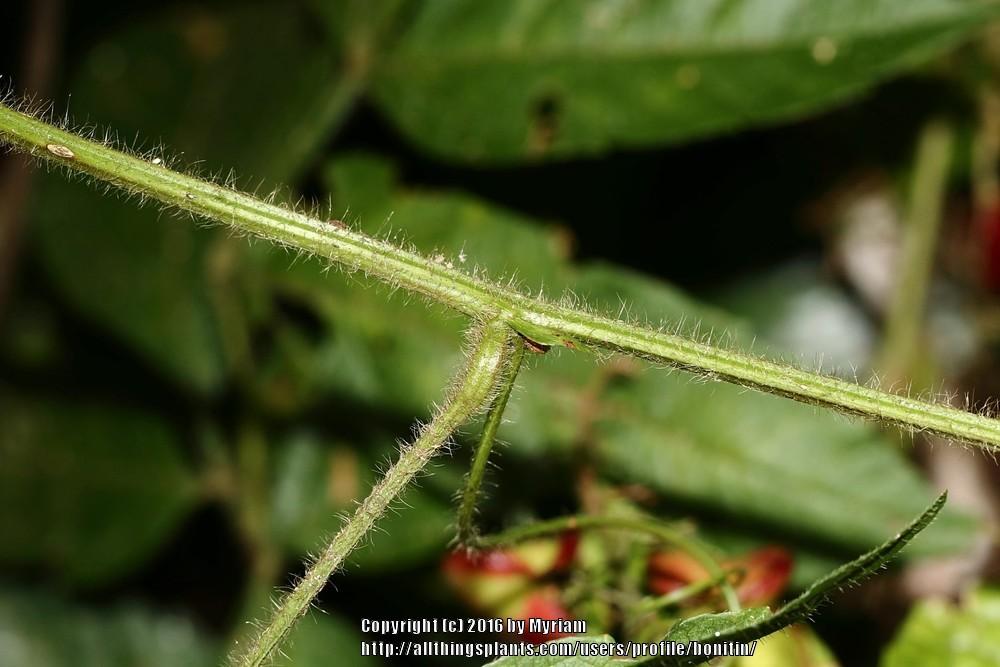 Photo of Timbo-Peba (Paullinia meliifolia) uploaded by bonitin