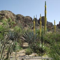 Location: Boyce Thompson Arboretum, AZ.
Date: 2013-04-28
An overview of a flowering A. vilmoriniana, with more blooming st