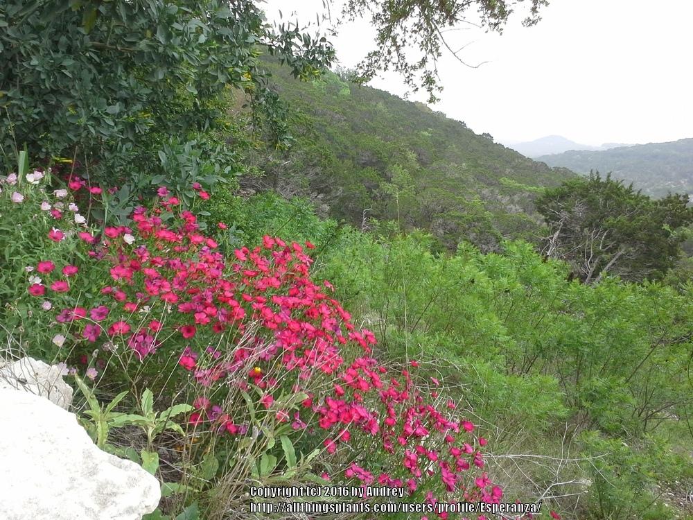 Photo of Scarlet Flax (Linum grandiflorum) uploaded by Esperanza