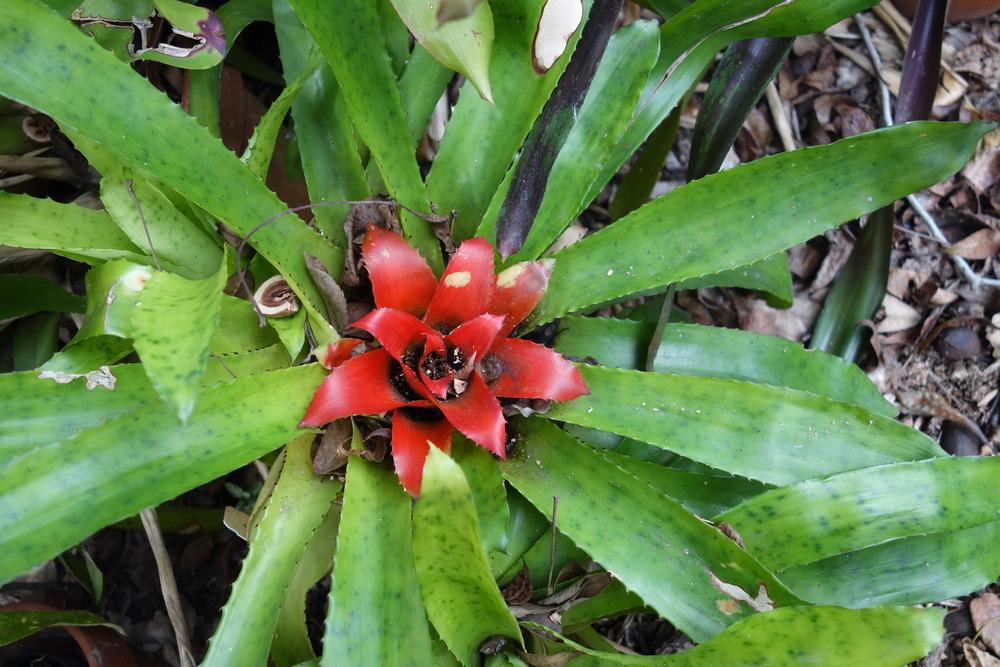 Photo of Bromeliad (Nidularium fulgens) uploaded by mellielong