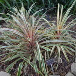 Location: Tampa, FL
Date: 2016-01-13
Listed as Ananas bracteatus at USF Botanical Gardens
