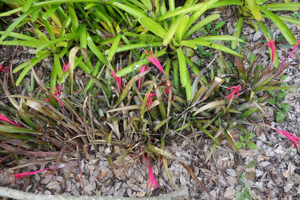 Photo of Bromeliad (Billbergia macrocalyx) uploaded by mellielong