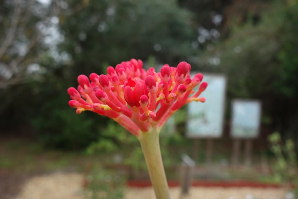 Photo of Coral Plant (Jatropha multifida) uploaded by mellielong