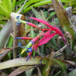 Location: Tampa, FL
Date: 2016-01-13
Listed as Billbergia saundersii at USF Botanical Gardens