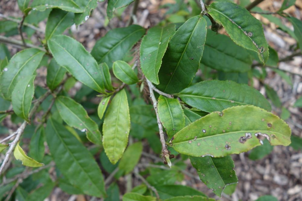 Photo of Tea Plant (Camellia sinensis) uploaded by mellielong