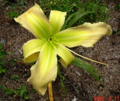 Photo of Daylily (Hemerocallis 'His Highness') uploaded by Sscape