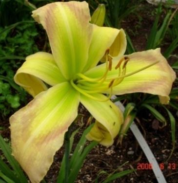 Photo of Daylily (Hemerocallis 'His Highness') uploaded by Sscape