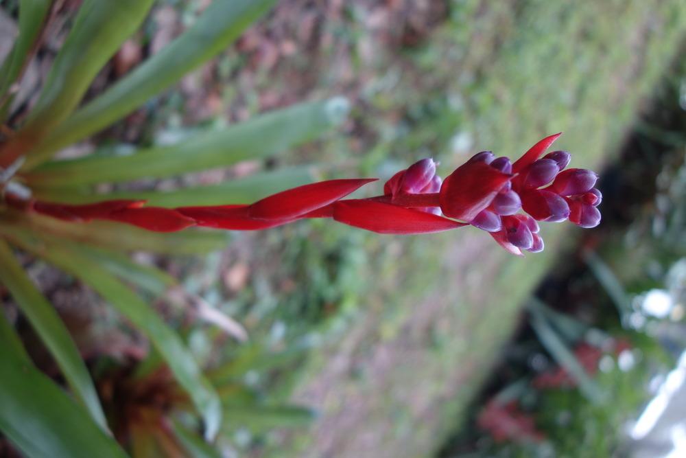 Photo of Bromeliad (Aechmea weilbachii) uploaded by mellielong
