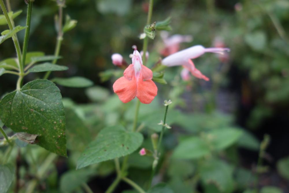 Photo of Hummingbird Sage (Salvia coccinea 'Coral Nymph') uploaded by mellielong