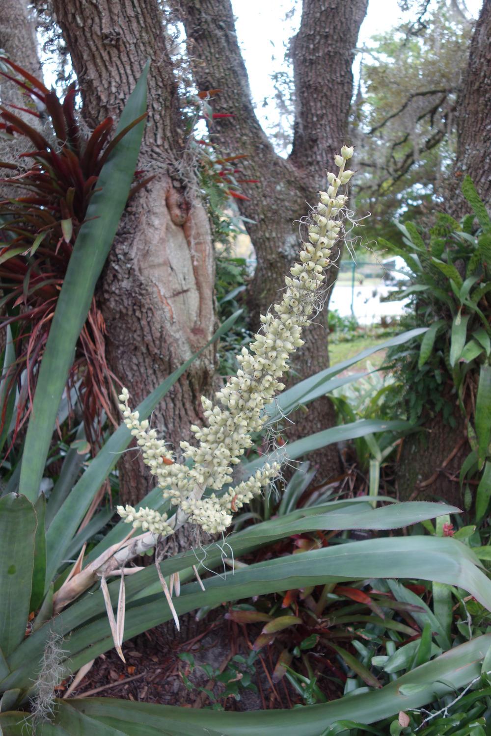 Photo of Bromeliad (Aechmea mexicana) uploaded by mellielong
