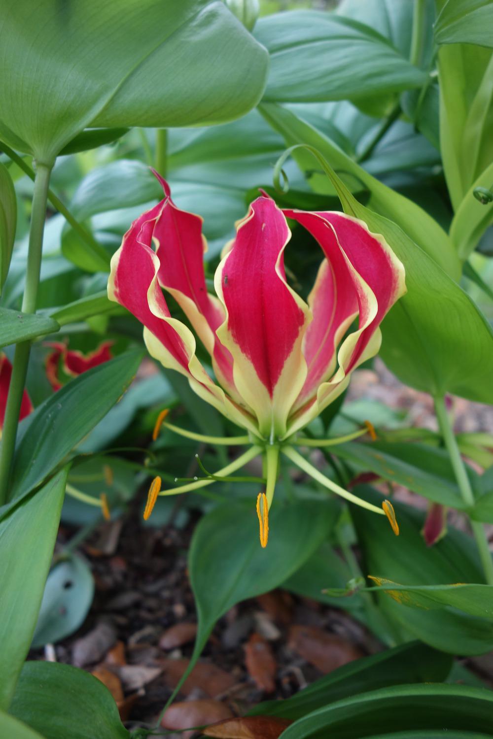 Photo of Gloriosa Lily (Gloriosa superba) uploaded by mellielong