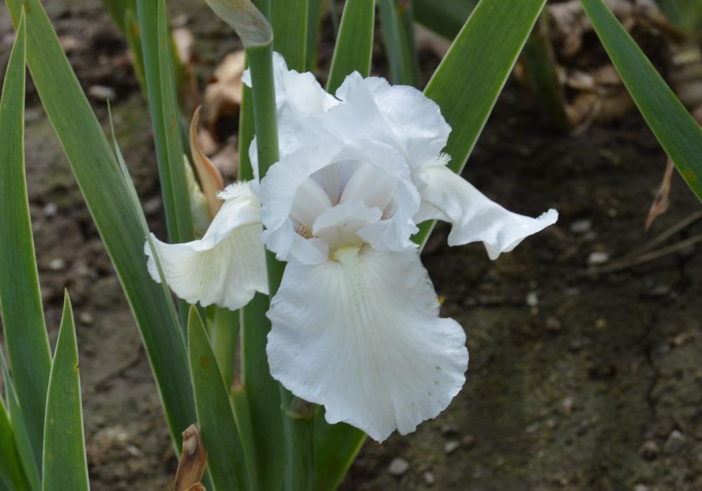 Photo of Tall Bearded Iris (Iris 'Swan Ballet') uploaded by KentPfeiffer