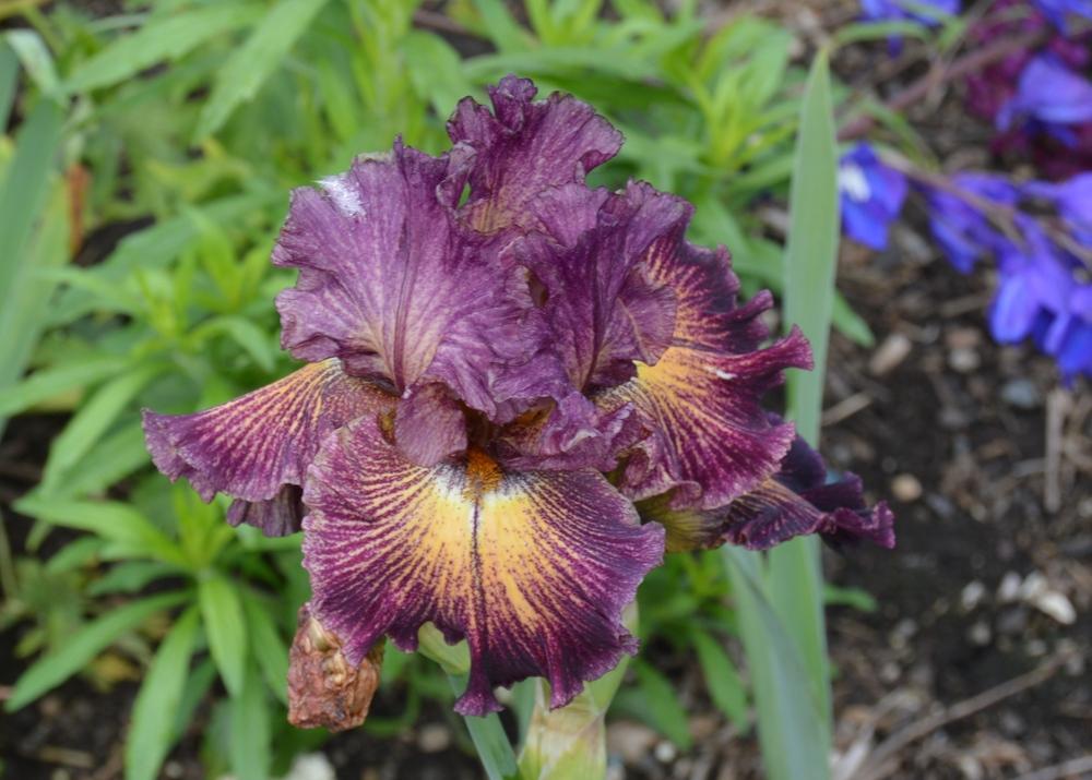 Photo of Tall Bearded Iris (Iris 'Tangled Web') uploaded by KentPfeiffer