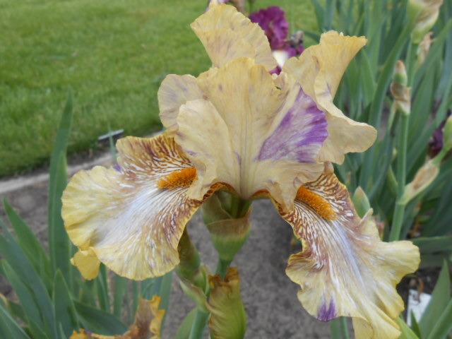 Photo of Tall Bearded Iris (Iris 'Mohican Tears') uploaded by crowrita1