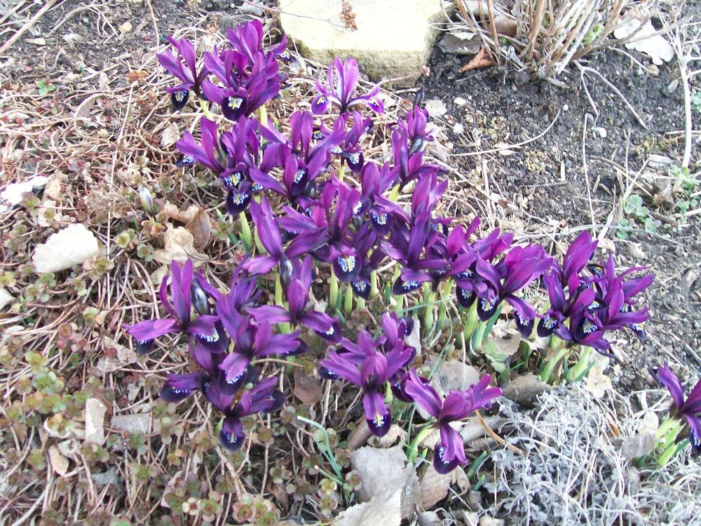 Photo of Reticulated Iris (Iris 'George') uploaded by frahnzone5