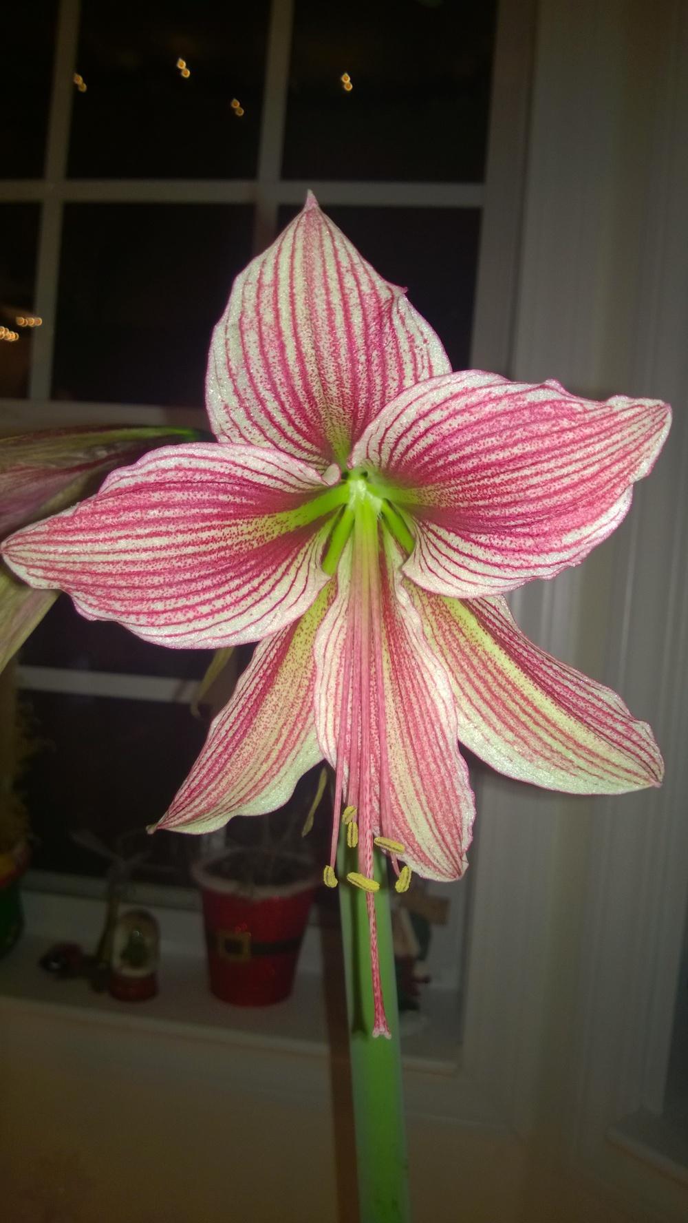 Photo of Butterfly Amaryllis (Hippeastrum papilio) uploaded by froggiesgirl