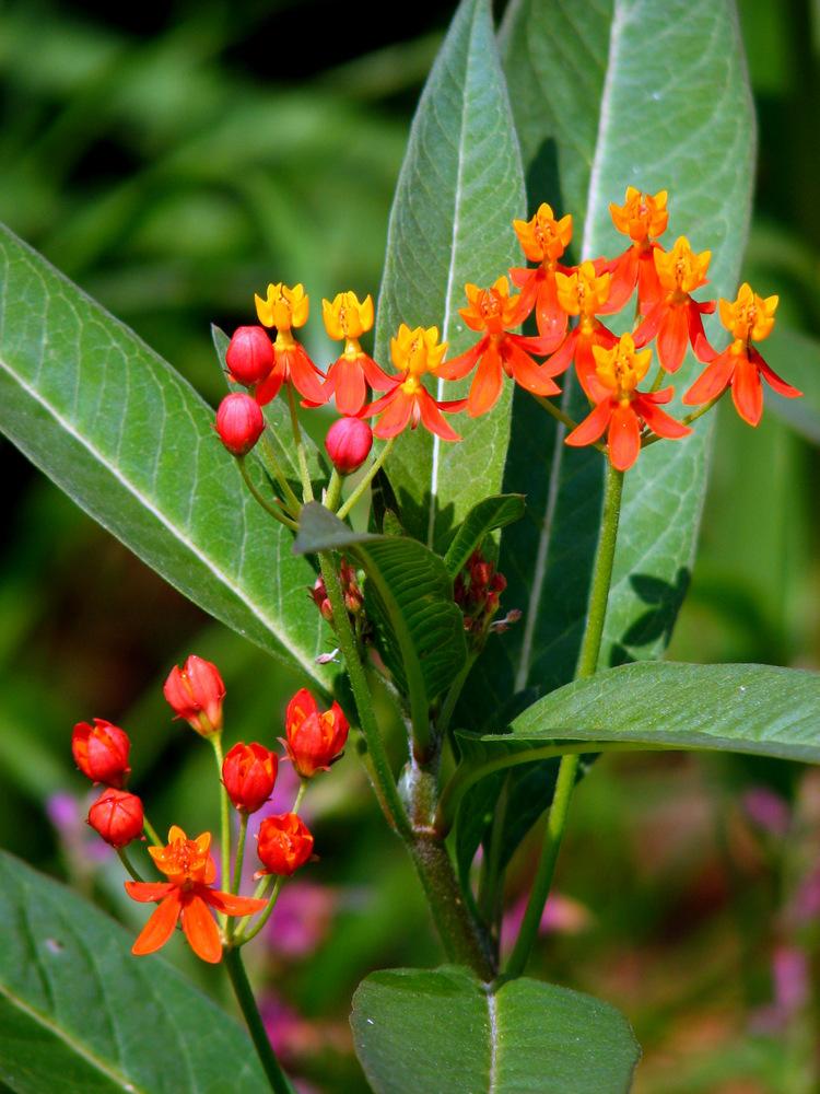 Photo of Tropical Milkweed (Asclepias curassavica) uploaded by molanic