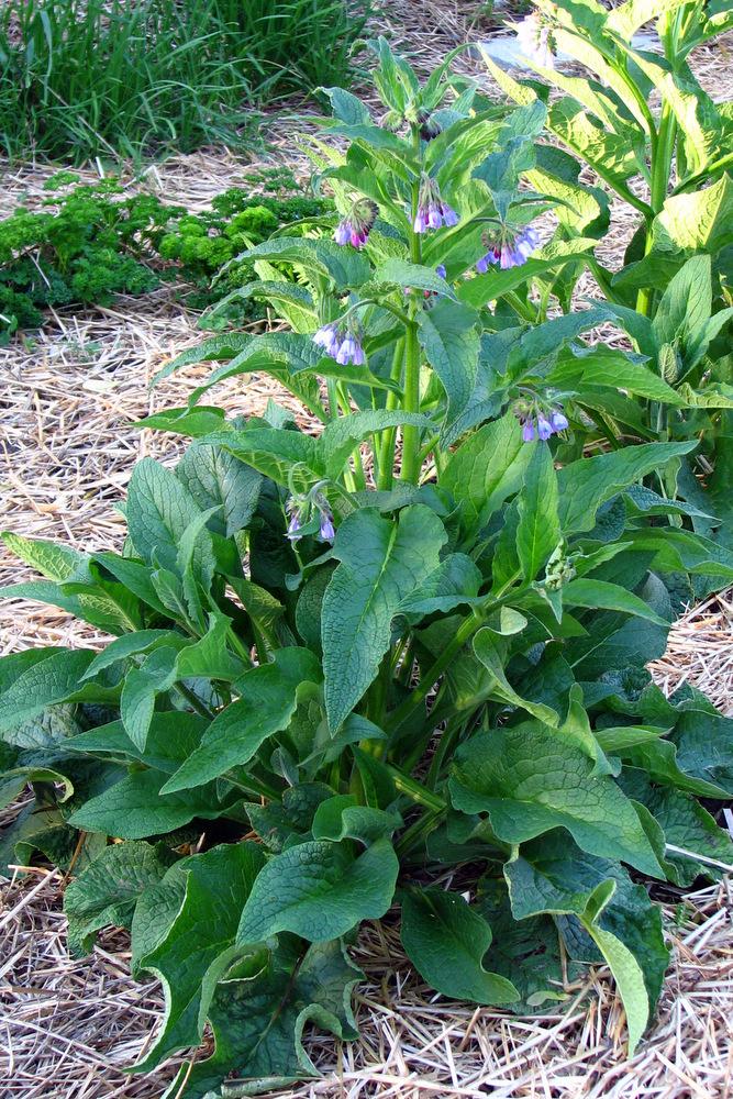Photo of Comfrey (Symphytum officinale) uploaded by molanic