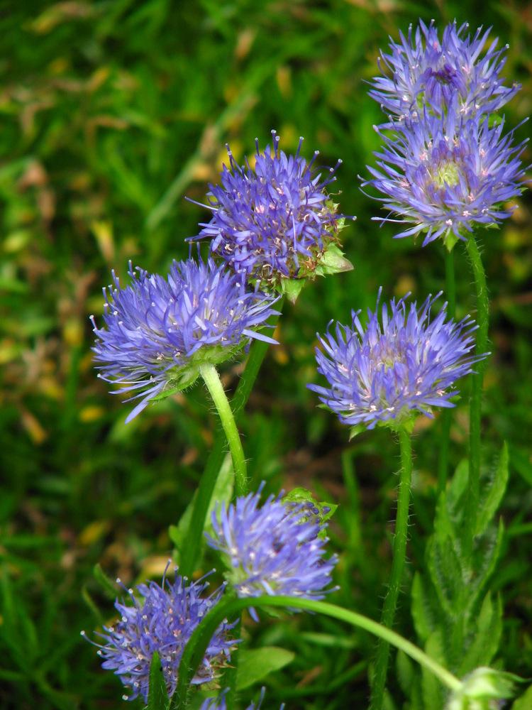 Photo of Sheep's Bit Scabious (Jasione laevis) uploaded by molanic
