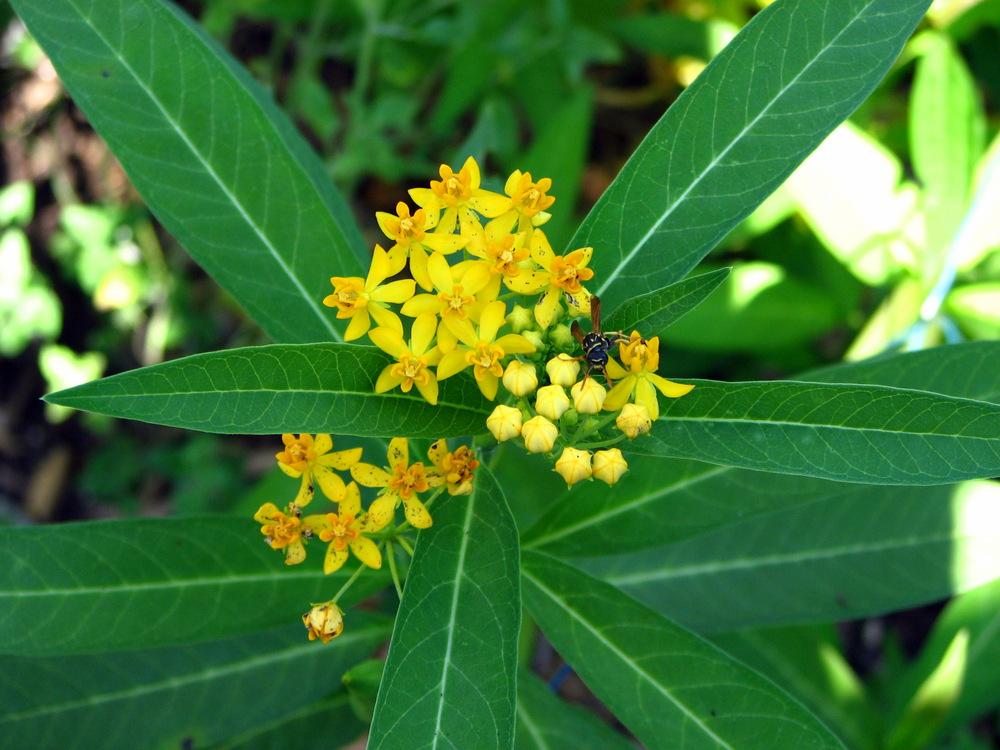 Photo of Tropical Milkweed (Asclepias curassavica 'Silky Gold') uploaded by molanic