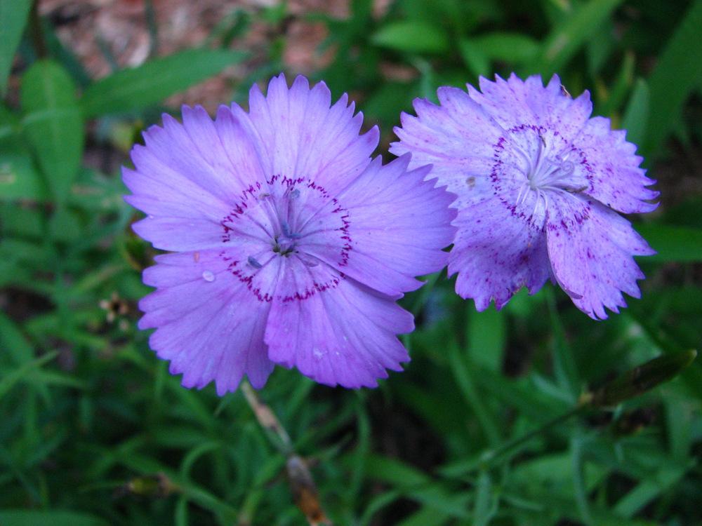 Photo of Amur Pink (Dianthus chinensis 'Siberian Blues') uploaded by molanic