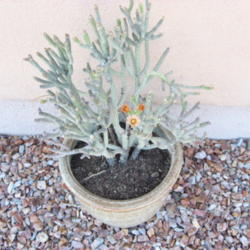 Location: Arenas Valley, New Mexico my yard
Date: 2013-06-01