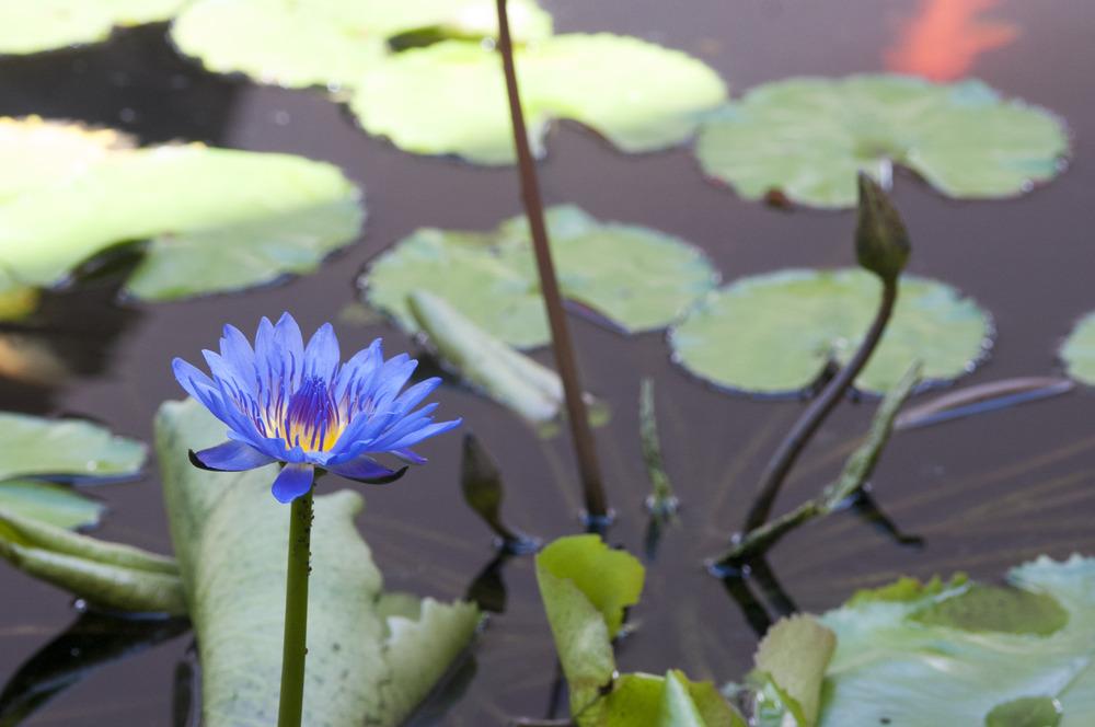 Photo of Blue Lotus of the Nile Lily (Nymphaea nouchali var. caerulea) uploaded by cliftoncat