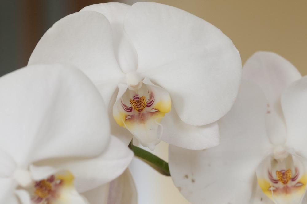 Photo of Moth Orchid (Phalaenopsis) uploaded by cliftoncat