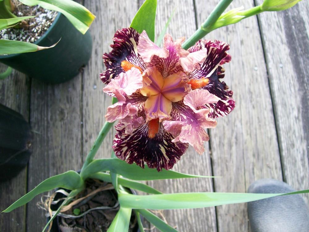 Photo of Tall Bearded Iris (Iris 'Kickapoo Kangaroo') uploaded by frahnzone5