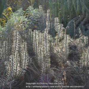 Cylindropuntia ramosissima in afternoon sunlight 