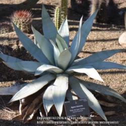 Location: Desert Botanical Garden, Phoenix, AZ.
Date: 2015-01-11
The white glaucous form of A. titanota as originally first descri
